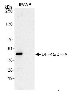 Rabbit anti-DFF45/DFFA Antibody