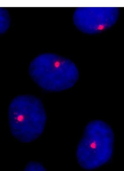 Rabbit anti-CEP131/AZ1 Antibody