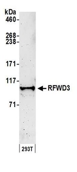 RFWD3 Antibody