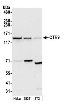 Rabbit anti-CTR9 Antibody