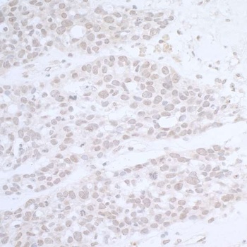 Rabbit anti-CTR9 Antibody