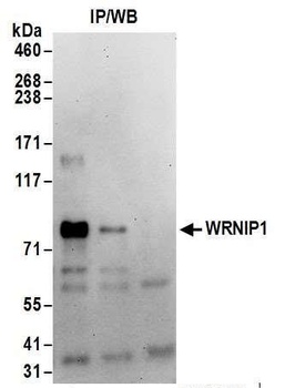 WRNIP1 Antibody