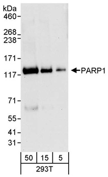 Rabbit anti-PARP1 Antibody