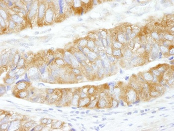 Rabbit CAD Antibody