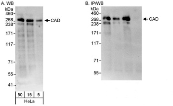 Rabbit CAD Antibody