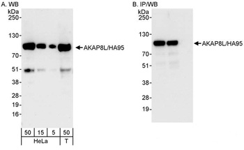 Rabbit anti-AKAP8L/HA95 Antibody