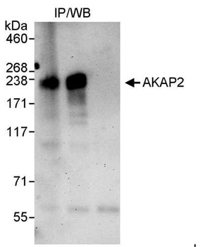 Rabbit anti-AKAP2 Antibody