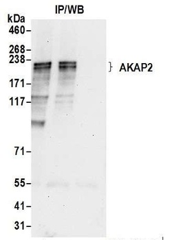 AKAP2 Antibody