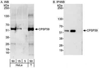 Rabbit anti-CPSF59 Antibody