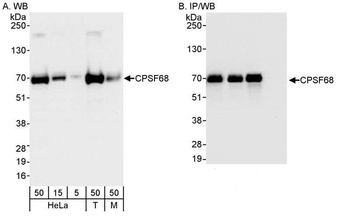 Rabbit CPSF68 Antibody