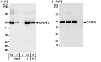 Rabbit CPSF68 Antibody