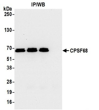 Rabbit CPSF68 Antibody