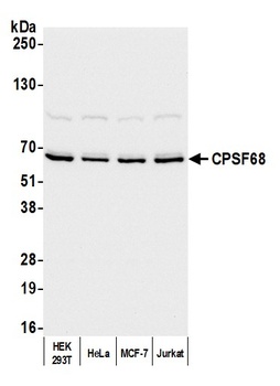 Rabbit CPSF68 Antibody
