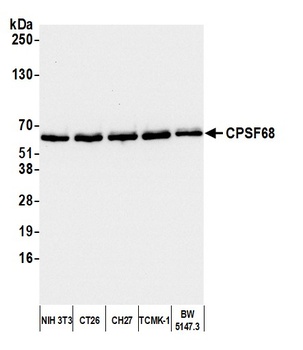 Rabbit CPSF68 Antibody