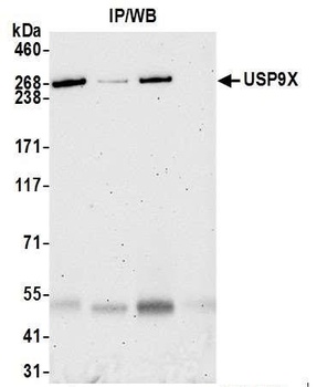USP9X Antibody