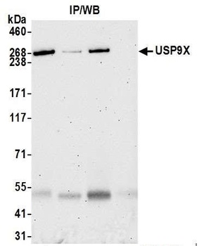 Rabbit anti-USP9X Antibody