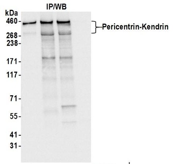 Pericentrin/Kendrin Antibody