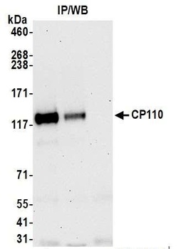 CP110 Antibody