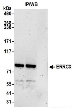 ERCC3 Antibody