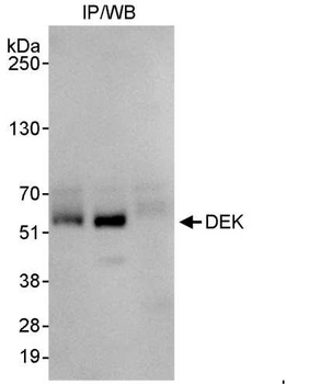 Rabbit anti-DEK Antibody