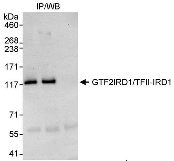 Rabbit GTF2IRD/TFII-IRD1 Antibody