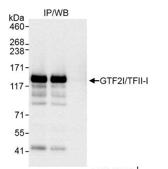 Rabbit anti-GTF2I/TFII-I Antibody