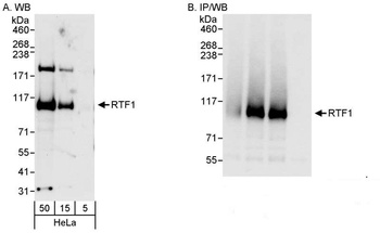 Rabbit anti-Rtf1 Antibody
