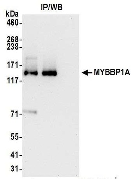 Rabbit anti-MYBBP1A Antibody