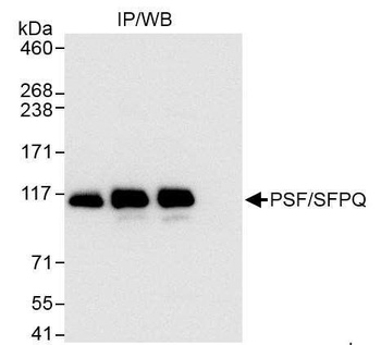 PSF/SFPQ Antibody