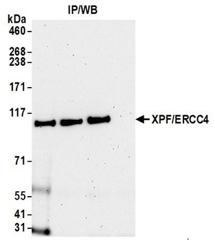 Rabbit anti-XPF/ERCC4 Antibody