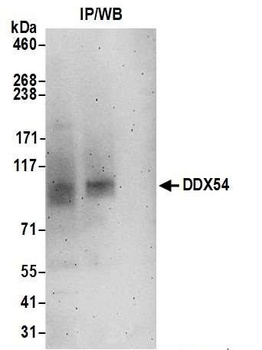 Rabbit anti-DDX54 Antibody