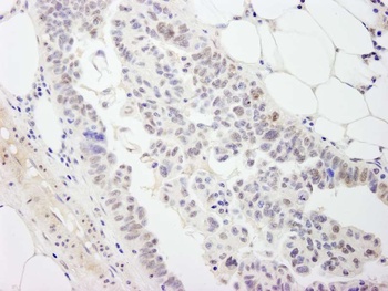 Rabbit anti-DDX54 Antibody