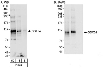 Rabbit anti-DDX54 Antibody