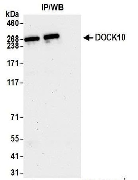 DOCK10 Antibody