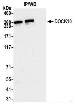 Rabbit anti-DOCK10 Antibody