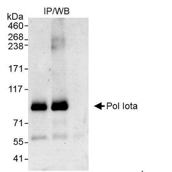 Pol Iota Antibody
