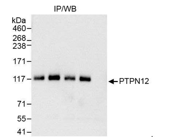 PTPN12 Antibody