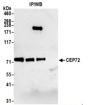 CEP72 Antibody