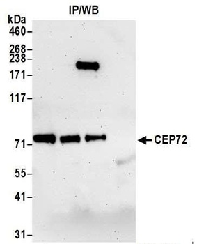 Rabbit anti-CEP72 Antibody