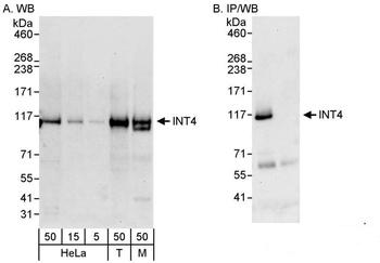 Rabbit anti-INT4 Antibody