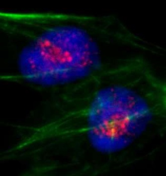 Rabbit anti-PAF49 Antibody