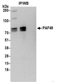 PAF49 Antibody