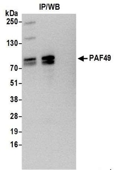 Rabbit anti-PAF49 Antibody