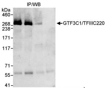 Rabbit anti-GTF3C1/TFIIIC220 Antibody