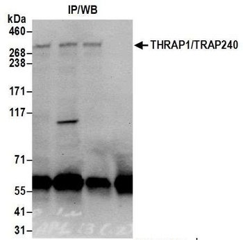 THRAP1/TRAP240 Antibody