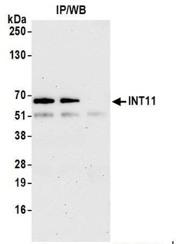 INT11 Antibody