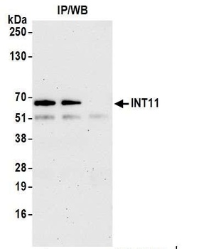 Rabbit anti-INT11 Antibody