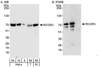 Rabbit anti-RCOR3 Antibody
