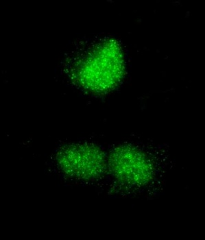 Rabbit anti-RCOR3 Antibody