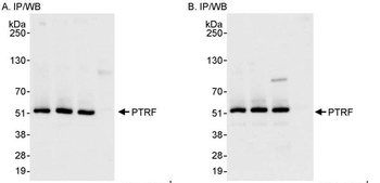 Rabbit PTRF Antibody